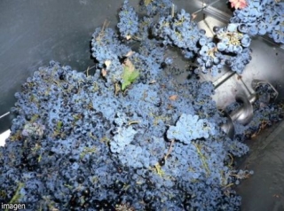 La uva que se convertira en vino